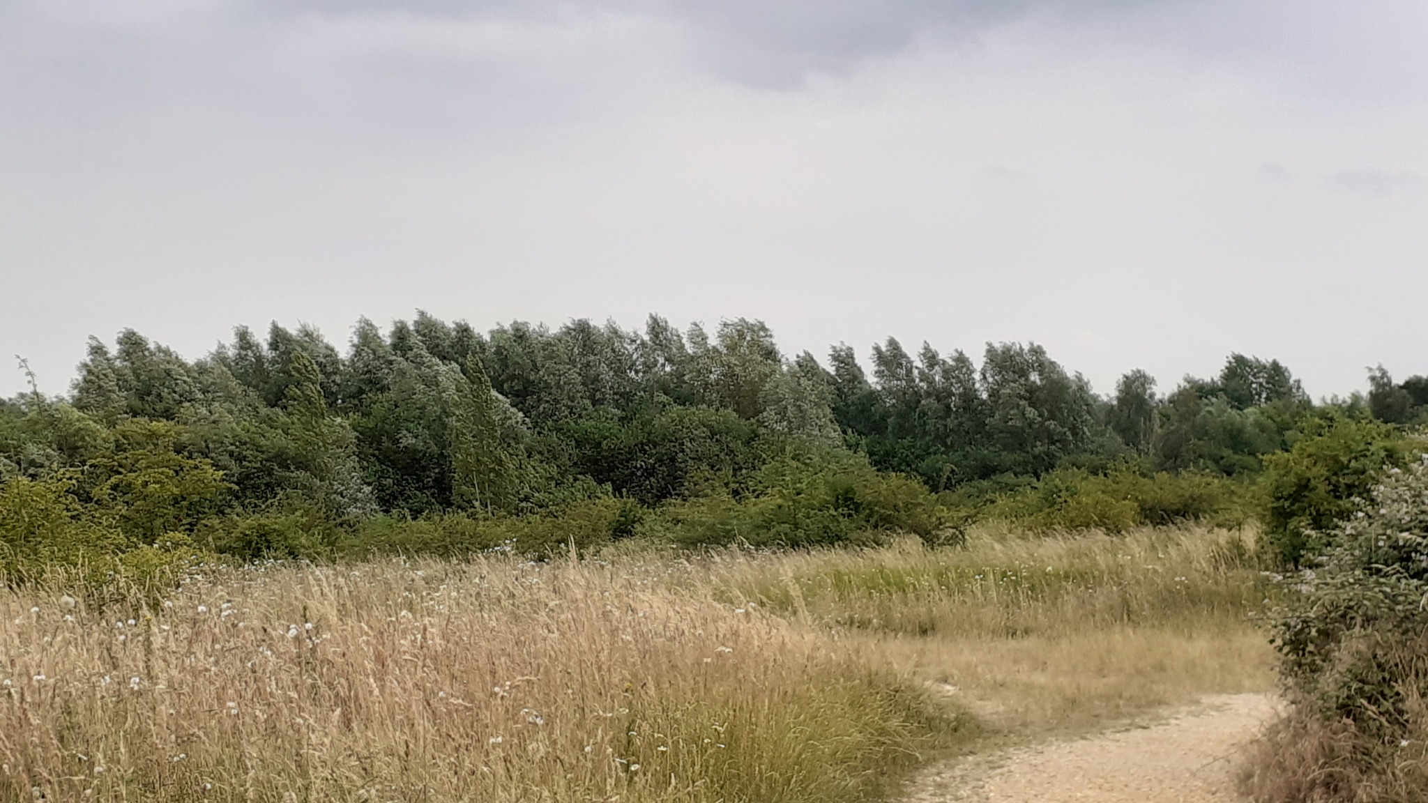 trees