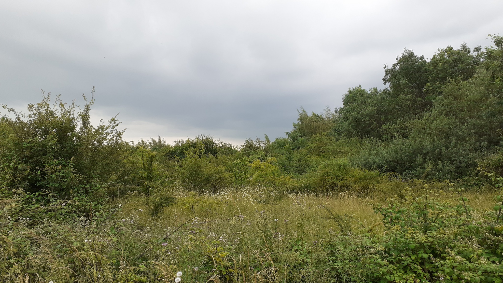 grass and bushes